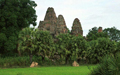 Pre Rup Behind Rice Fields