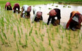 Kampong Cham Peasants