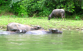 Water Buffalos