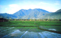 Rice Field in the Morning