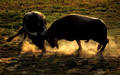 Buffalo Fighting Festival