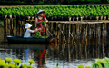 Mekong Delta