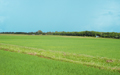 Rice Field