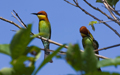 Bird At The Park