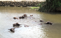 Water Buffaloes