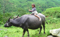 Child On Buffalo