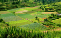 Colorful Field