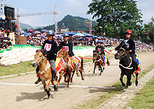 Bac Ha Horse