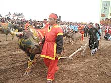 1,000 year old ploughing festival restored