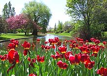 Tulip festival in Canada